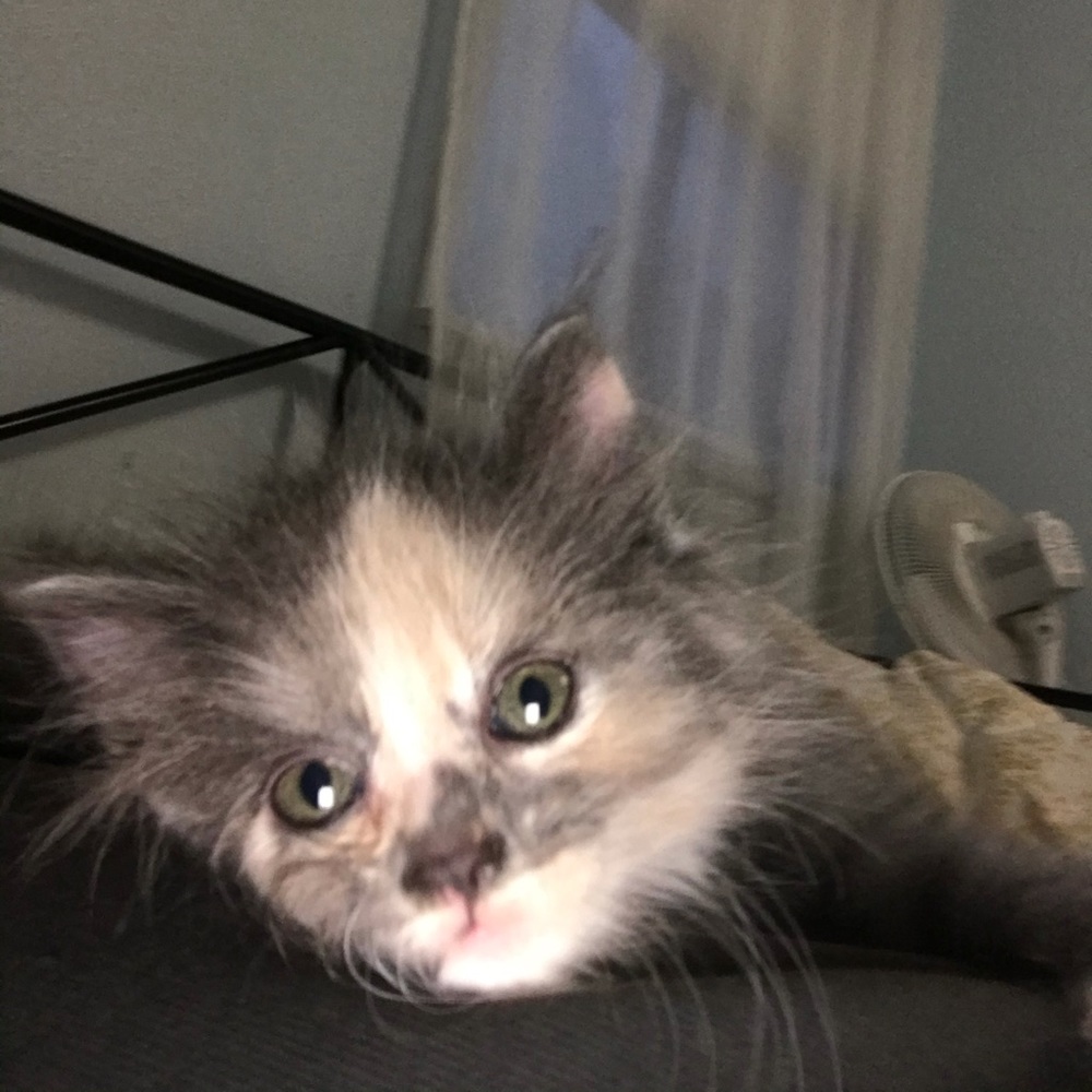 Meet your Posher, Sofie
